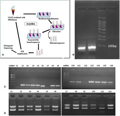 Novel ssDNA Ligand Against Ovarian Cancer Biomarker CA125 With Promising Diagnostic Potential